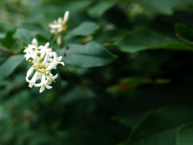 Ligustrum Tschonoskii