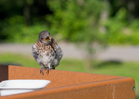 rescued male eastern bluebird fledgling on feeder