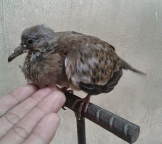 Cara meloloh anak burung  tekukur derkuku TIMKICAU