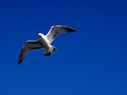 Ringbilled gulls breed near lakes, rivers or the coast in Canada and the .