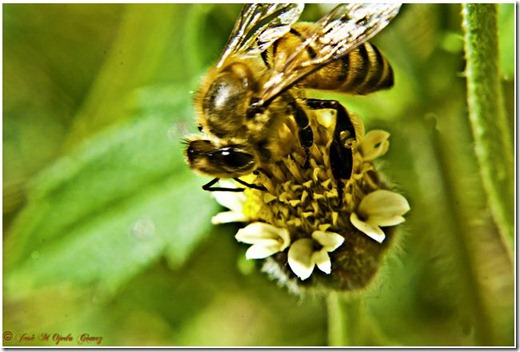 abeja