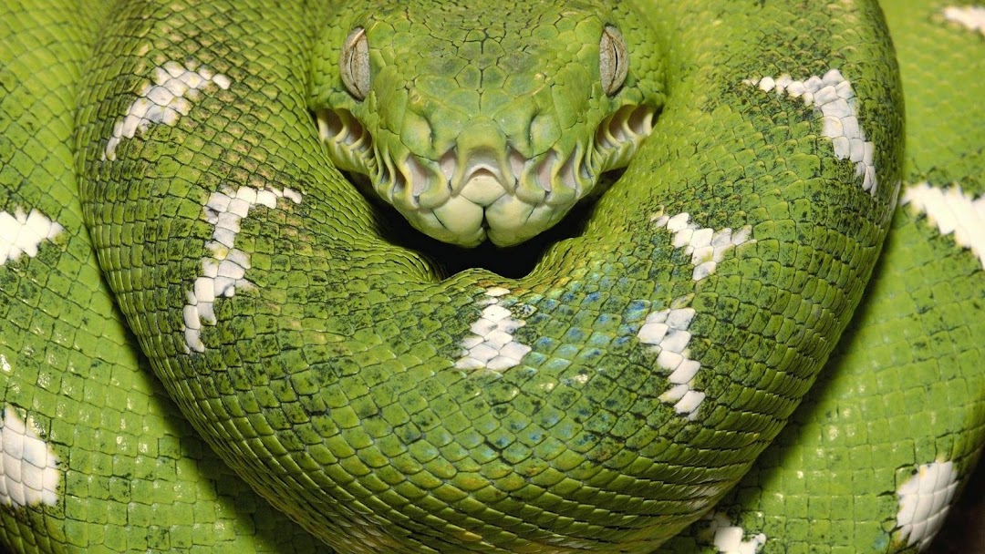 Green and White Snake hd wallpaper