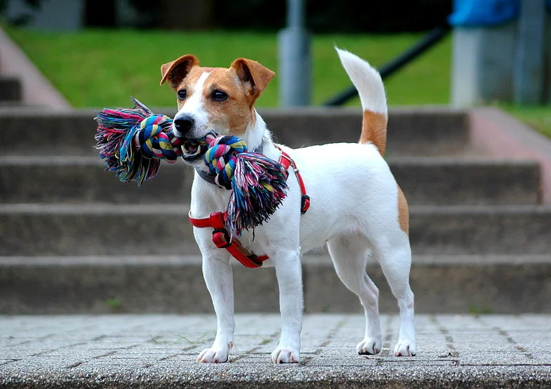 The Jack Russell Terrier