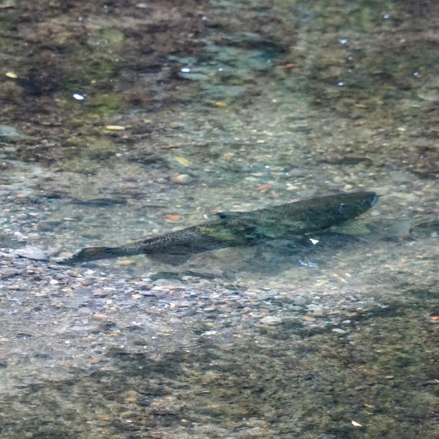 Salmon see in the Don River during the salmon migration