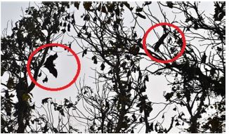 Roost ecology, population size, behavioral patterns and morphometric analysis of Indian flying fox (Pteropus medius; Temminck, 1825) in the Goalpara District of Assam, India