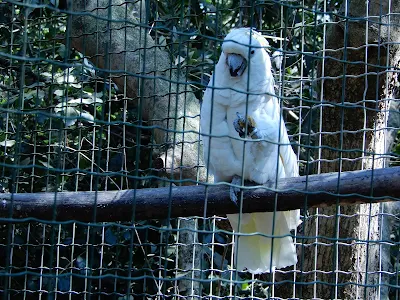 Parco Gallorose（ガッロロゼ公園）白いオウム