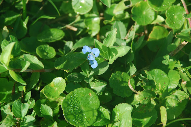Cedar Point Environmental Park & Gasparilla Island