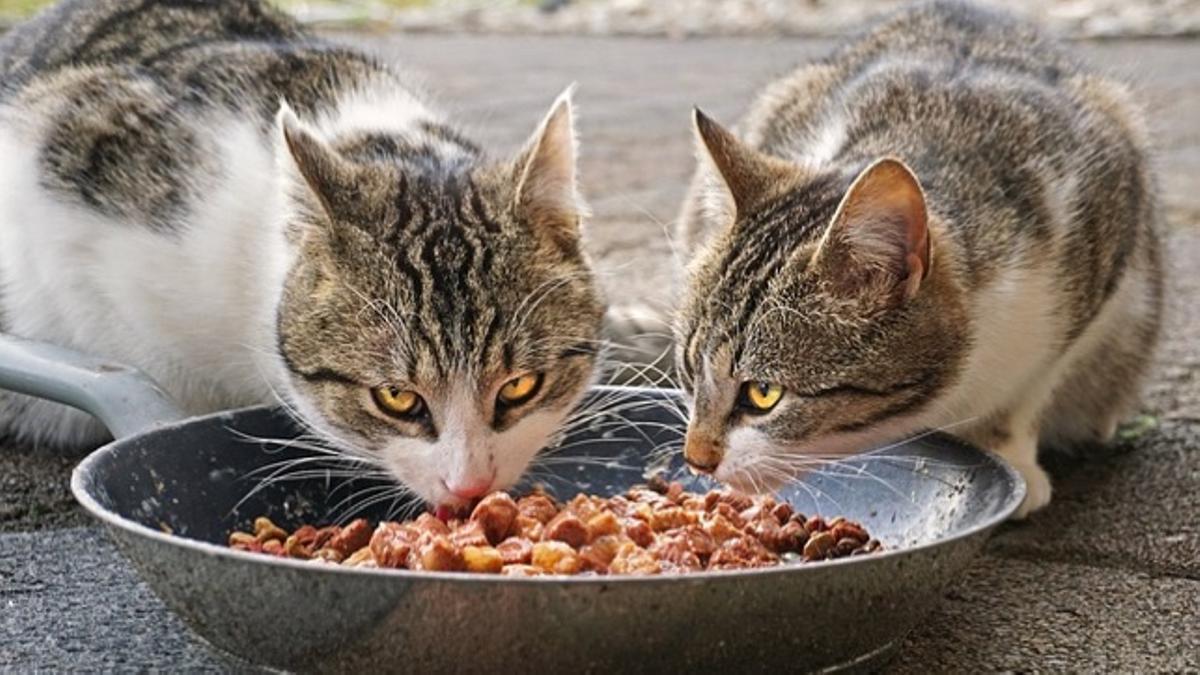 Cuando se trata de tu gato, quieres asegurarte de que tiene el mejor tipo de alimento para sus necesidades nutricionales. De vez en cuando, puedes tener la tentación de darle restos de la mesa y golosinas especiales, pero ten en cuenta que ciertos alimentos pueden ser venenosos para él.