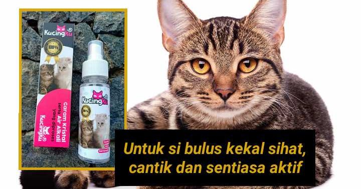 Ubat Spray Luka Kucing - Contoh Up