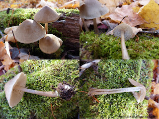 Mycena galericulata - Mycène en casque