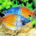 Ikan Rainbow Boesemani 