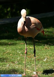 Flamant - Phoenicopterus - Phoeniconaias - Phoenicoparrus