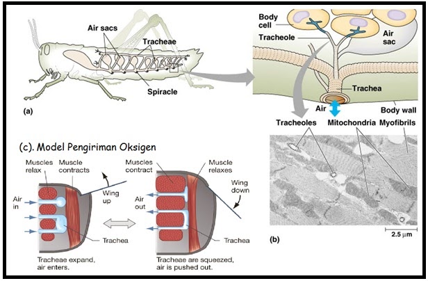 Contoh Difusi Biologi - Contoh IK