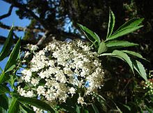 Gambar atau foto Sangitan (Sambucus Javanica Reinv)