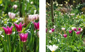 Smukke tulipanbede i lyse og mørke toner. Stribede blomster