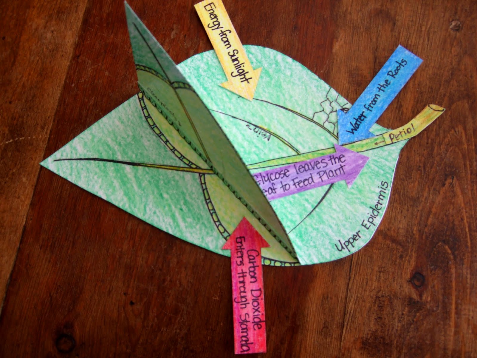 The Inspired Classroom Photosynthesis Model