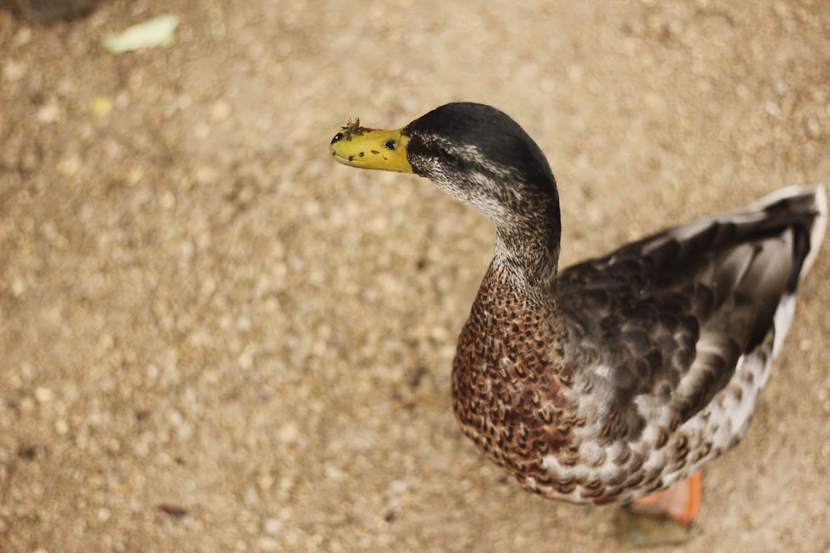 ducks oxford botanic garden