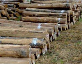 dikenal oleh masyarakat sebagai jenis kayu yang  Harga Kayu Jati Log atau Gelondong