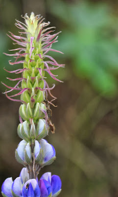 Lupinus Spike [13.3002 S, 72.6543 W]