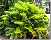 zamia furfuracea tanetahi