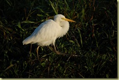 Unknown Bird 1