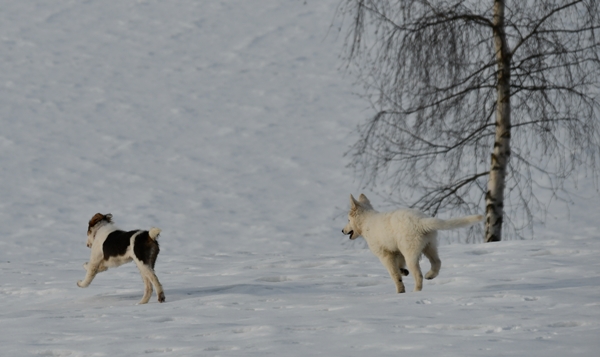 hvit gjeterhund border collie