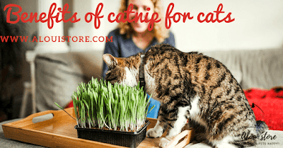 Benefits of catnip for cats