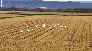 田んぼで餌をついばむ白鳥の群れ（10月）