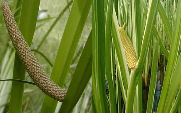 Petua,Idea dan Pandangan: Khasiat Pokok Jerangau dan Cara 