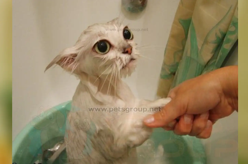 wet kitty