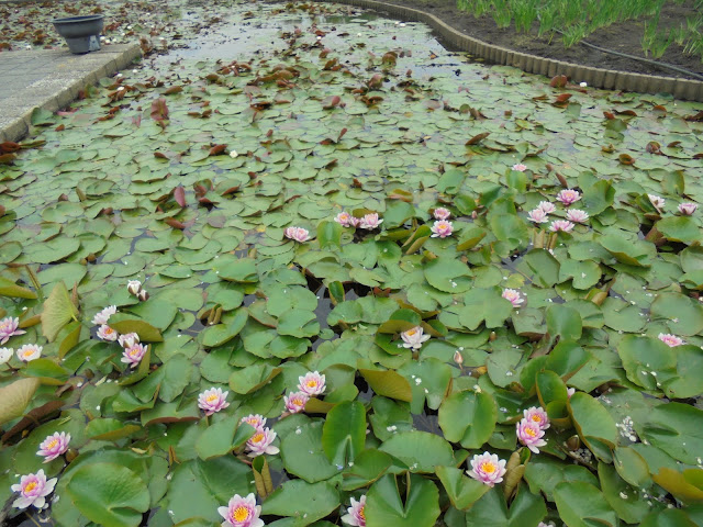 東郷湖羽合臨海公園あやめ池公園のハスの花