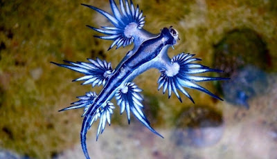 Hati-hati, Naga Biru Berbisa Sedang Terdampar di Pantai-Pantai Texas