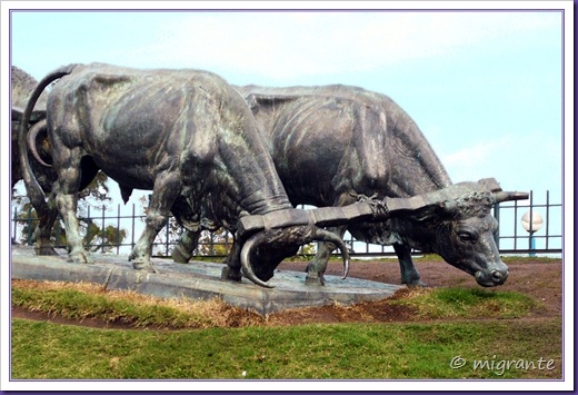 bueyes de la carreta - montevideo