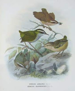 acantisita de matorral Xenicus longipes aves extintas de Nueva Zelanda