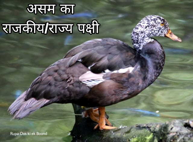 असम का राजकीय/राज्य पक्षी || State Bird Of Assam ||