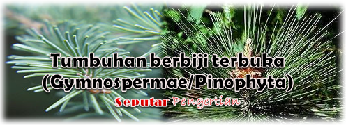 Tumbuhan berbiji terbuka (Gymnospermae/Pinophyta)