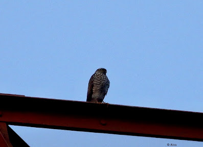 "Eurasian Sparrowhawk - Accipiter nisus,perched on the tower."