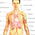 List Of Organs Of The Human Body - Where Are The Organs In The Human Body