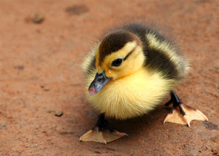 Cute Duckling