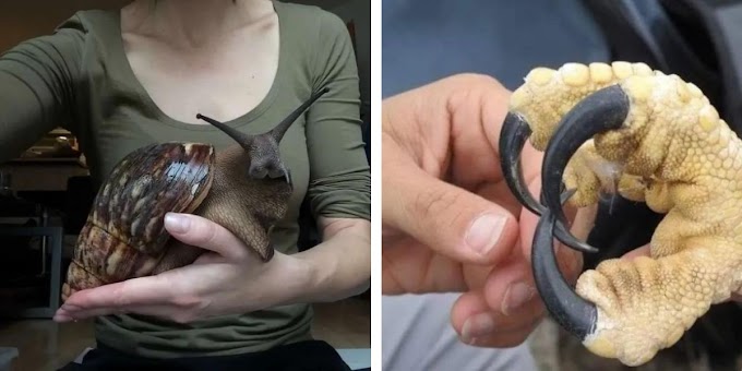 19 Things That Are Surprisingly Bigger Than You Probably Thought   