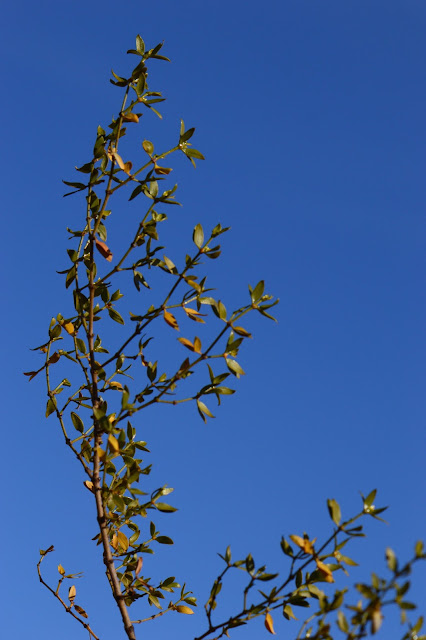 amy myers, journal of a thousand things, photography, desert, larrea tridentata, creosote