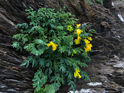 [Papaveraceae] Pseudofumaria lutea – Yellow Corydalis (Colombina gialla)