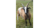 Τα πιο περίεργα πρόβατα που έχετε δει ποτέ