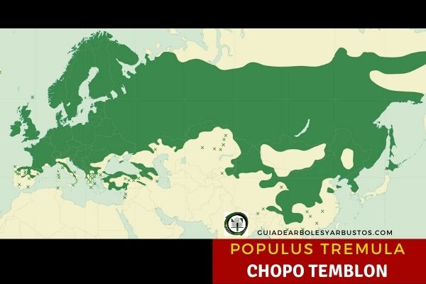 Área de distribución del Chopo tembloroso, Populus tremula