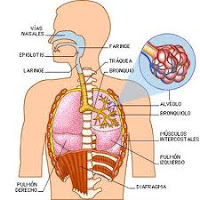 Resultado de imagen de cuantas veces respiramos a lo largo de tu vida