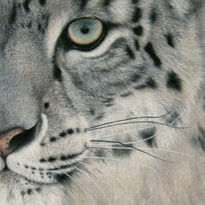 Snow Leopard Pictures. leopard