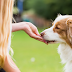 From Puppies to Seniors - Tailoring Treat Intake to Your Dog's Life Stage