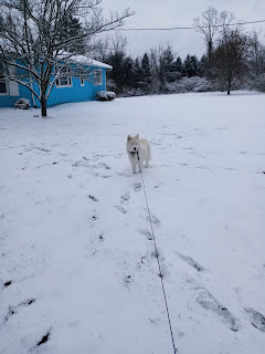 My Dog Pi in the Snow