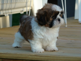 Shih Tzu Puppy Picture