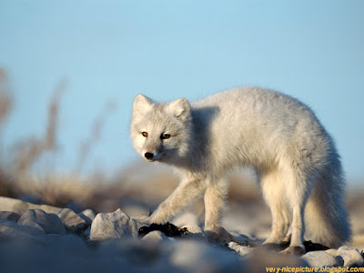 Wolves: Guardians of the Wilderness, Captured in Pictures 4